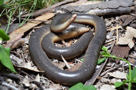 anilios|BLACKISH BLIND SNAKE .